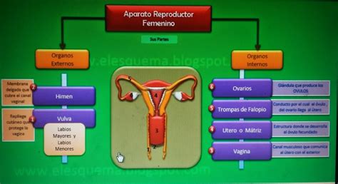 Sistema Reproductor Femenino Con Nombres