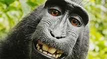 Monkey HD Wallpaper (58+ images)