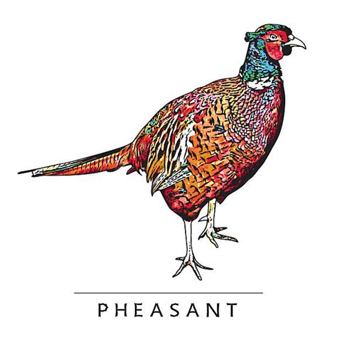 Best Pheasant Illustrations Royalty Free Vector Graphics And Clip Art