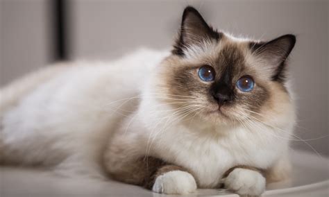 Top 5 Causes Of Eosinophilia In Cats Clinicians Brief