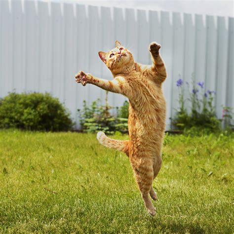 Psbattle Cat Jumping In The Air Photoshopbattles