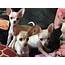 Chihuahua Puppies For Sale  Sacramento CA 329011