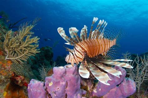 Venomous Lionfish Is Only Served At One Nyc Eatery Ny