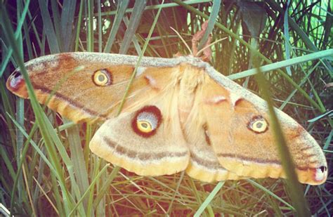 Polyphemus Moth Whats That Bug