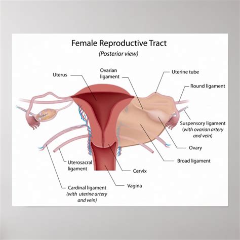 Female Parts Of Reproductive System Draw A Well Labelled Diagram Of Porn Sex Picture