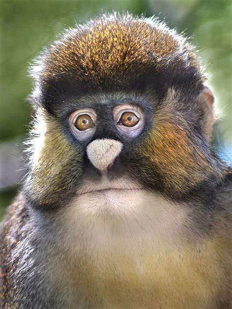 A Schmidts Spot Nosed Guenon At The San Diego Zoo