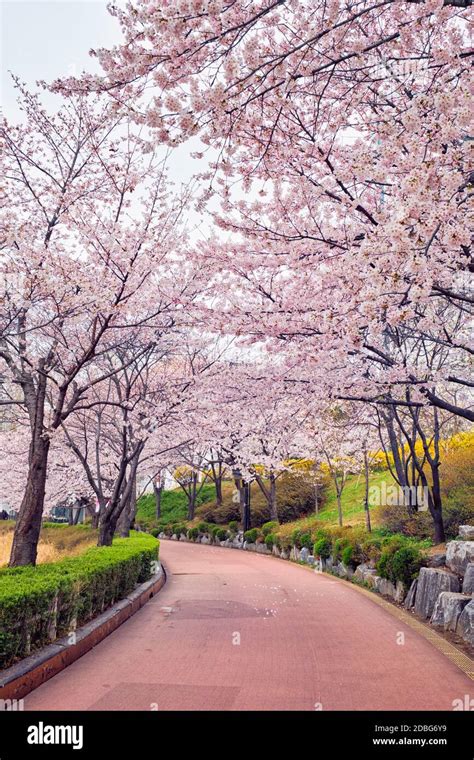Blooming Sakura Cherry Blossom Alley In Park In Spring Seokchon Lake