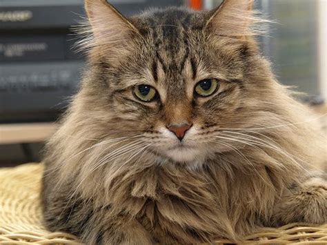 Even though both raccoons and maine coons have lush, long tails and the tendency to dunk their food into their drinking water, such a union is biologically impossible. Pin on MAINE COON CAT