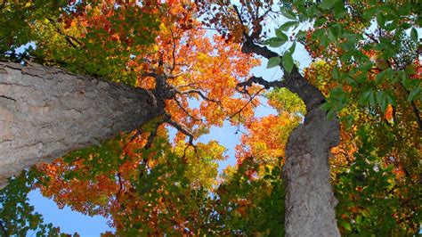 Fall Foliage When Why And How Vibrant Will Maple Leaves Be