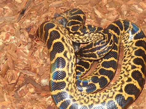 Yellow Anaconda Facts Habitat Temperament Lifespan Diet Pictures