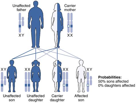 For a recessive trait to appear, an individual must either have 2 chromosomes coding for that trait (as opposed to one recessive gene. Difference Between Autosomal and X-linked Inheritance | Definition, Types, Examples and Differences