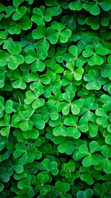 Download Green Lucky Leaf Nature Iphone Wallpaper
