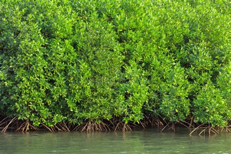 Mangrove Trees Along The Sea Stock Photo Image Of Nature Clean 97388994