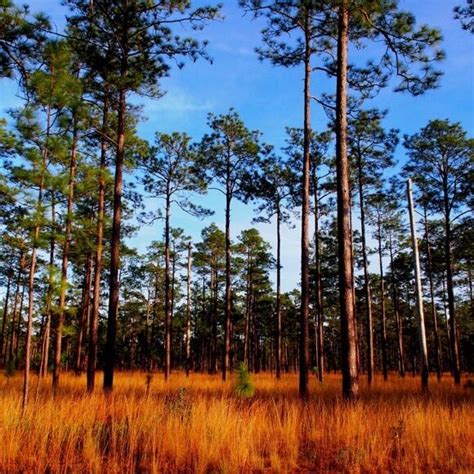 Longleaf Habitats Quest For The Longleaf Pine Ecosystem