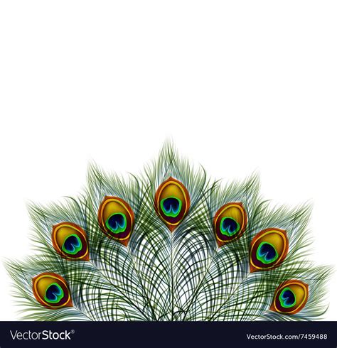 beautiful peacock feathers on retro royalty free vector