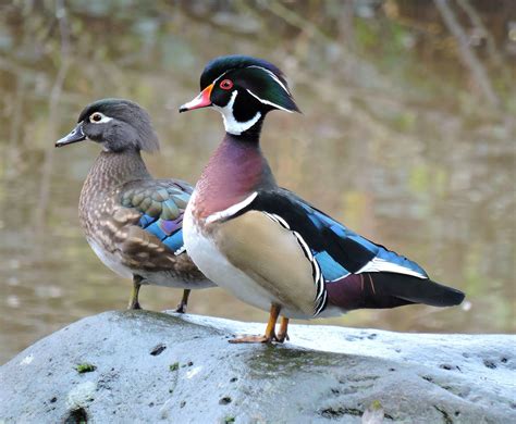 How To Care For Baby Wood Ducks Gestuhs