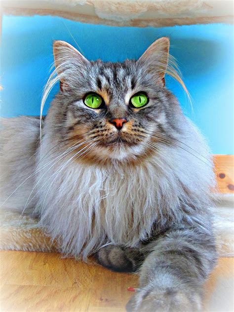 As maine coon breeders our goal is to produce the perfect family friendly cat. Maine Coon Kittens For Sale Near Me - Idalias Salon