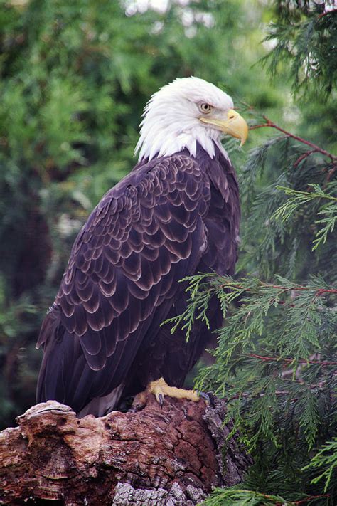 Americas Bald Eagle Photograph By Linda Goodman Fine Art America