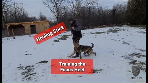 Puppy Training The Focus Heel Heeling Stick Shield K9 Youtube