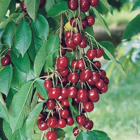 Cerisier Nain Garden Bing ® Cerisier Nain Arbre Fruitier Nain Arbre