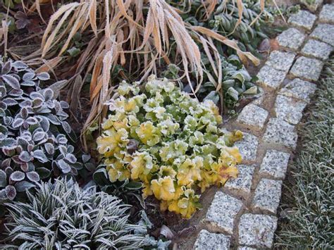 Best Plants For Winter Foliage Winter Garden Plants Saga