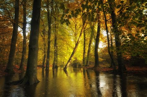 Sunlight Trees Landscape Forest Fall Leaves Water Nature