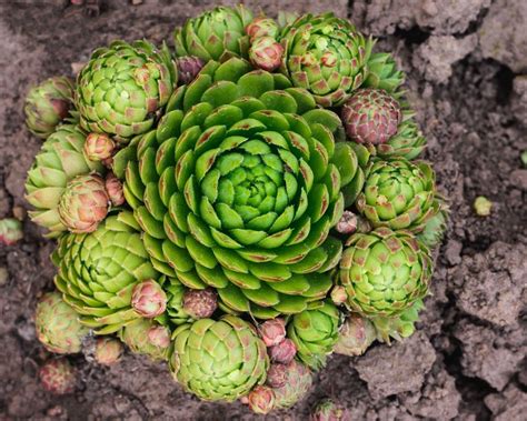 Growing Hens And Chicks Thriftyfun
