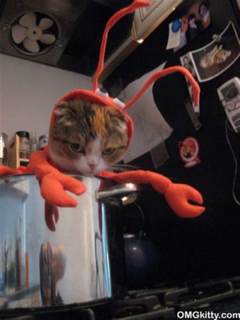 Kitty In A Lobster Outfit Cute N Tiny