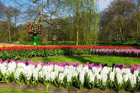 Fonds Decran Pays Bas Parc Hyacinthus Printemps Keukenhof Arbres