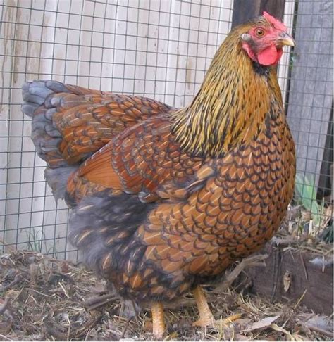 Maybe you would like to learn more about one of these? Blue laced gold Wyandotte | Backyard poultry, Chicken ...