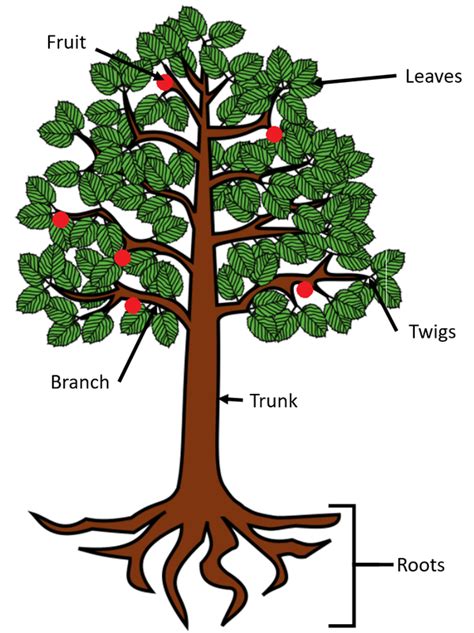 Parts Of A Tree Trunk And Their Functions