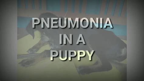 Pneumonia In Puppy What To Do If Your Puppy Suffer From Pneumonia