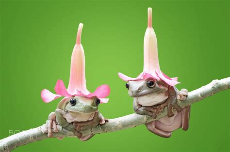 Frog With Hatfrogdumpydumpyfroggreenwallpaper Null Cute Frogs