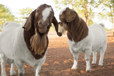 Boer Goat Breed Information Breeding Raising Characteristics And Care