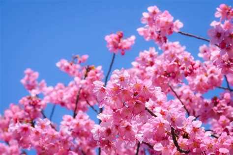 Cherry Blossom Tree Japan Wallpaper