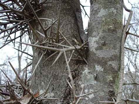 Native Texas Trees With Thorns Earth Base