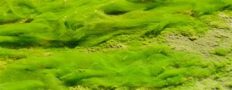 Mexico Sized Algae Bloom In The Arabian Sea Connected To Climate Change