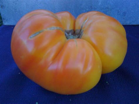 Clearance Sale Organic Pineapple Heirloom Tomato By Kenyonorganics