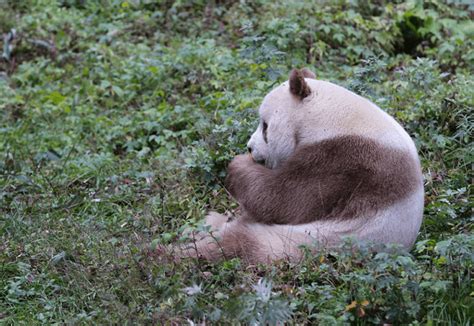 The Worlds Only Brown Panda Abandoned As A Baby