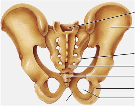 Posterior Pelvis Anatomy Diagram Sexiz Pix