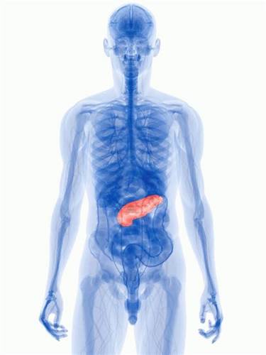 Полипы в поджелудочной железе: причины, симптомы и методы лечения Картинка - Полипы в поджелудочной железе: причины, симптомы и методы лечения