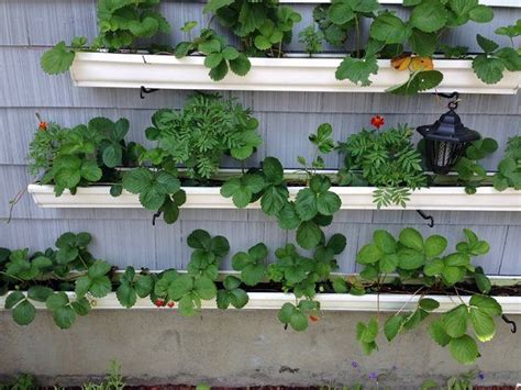 19 Smart Diy Ideas For Growing Strawberries In Small Space Strawberry