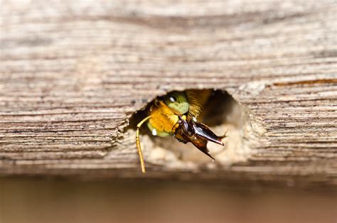 What Homeowners Should Know About Carpenter Bees Copter Pest Control
