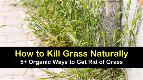 How To Kill Grass Naturally 5 Organic Ways To Get Rid Of Grass