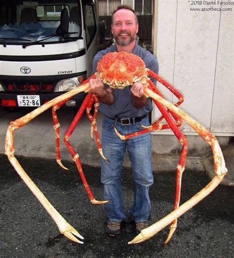 Giant Alaskan King Crab Rthedepthsbelow
