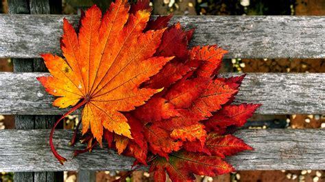 Fall Wallpapers 4k Hd Fall Backgrounds On Wallpaperbat