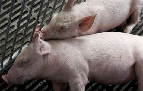 Japans Breakthrough Pigs To Be Reared For Organ Transplantation Among