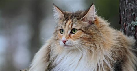 Top 10 Most Beautiful And Prettiest Cats A Z Animals