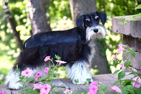 Brooklyn Black And White Party Tri Color Miniature Schnauzer Windy