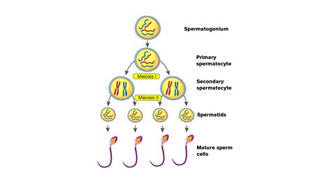 How Many Sperms Will Be Produced From 100 Primary Spermatocytes And How